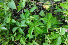 Cyphostemma auriculatum